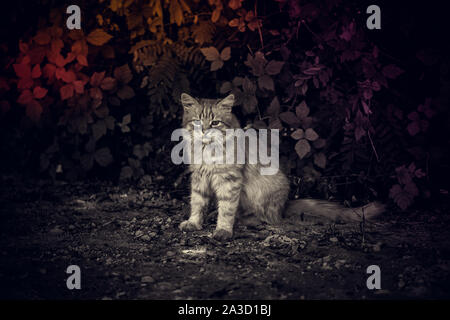 Flauschige Katze sitzt im Herbst Garten. BW mit bunten schönes Laub Stockfoto