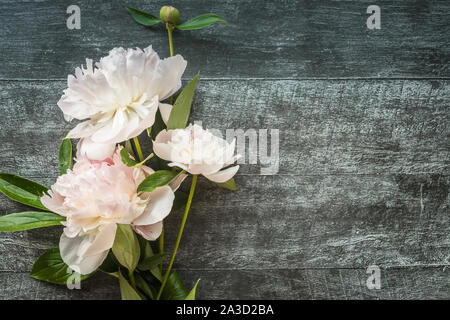 Pionen auf dunklem Hintergrund mit Copyspace Stockfoto