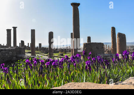 Die alte römische Stadt Timgad in Batna, Algerien, errichtet um 100 AC Stockfoto