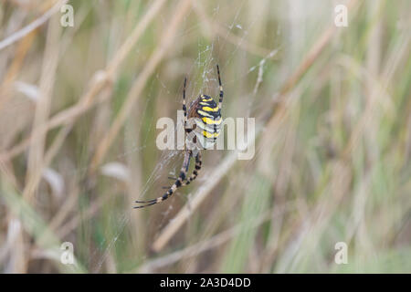 Wasp Spider, Marsh, titchwell Norfolk Stockfoto