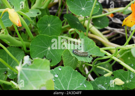 Zwei Kohl weißen Raupen auf ein halbes gegessen Kapuzinerkresse Blatt in einer Blume Garten Stockfoto