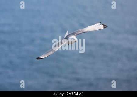 Dreizehenmöwe, Rissa tridactyla, Alleinstehenden im Flug über das Meer, Farne Islands, Northumberland, Großbritannien. Stockfoto