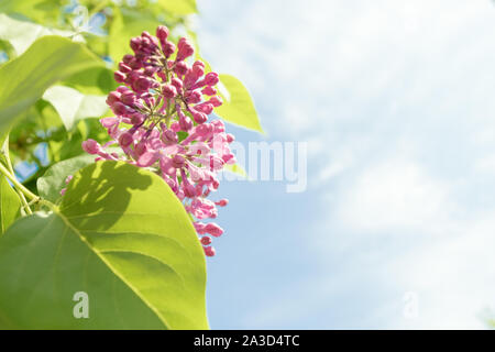 Lila Blüten im Frühling Szene. Frühjahr blühenden Flieder Blumen. Copyspace Stockfoto