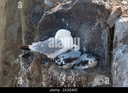 Dreizehenmöwe, Rissa tridactyla, einzelne Erwachsene und zwei Junge ruht auf Nest, Farne Islands, Northumberland, Großbritannien. Stockfoto