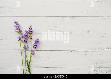 Zusammensetzung der Lavendel auf weißem Holz- Hintergrund. Frische Sommerblumen. Freier Speicherplatz Stockfoto