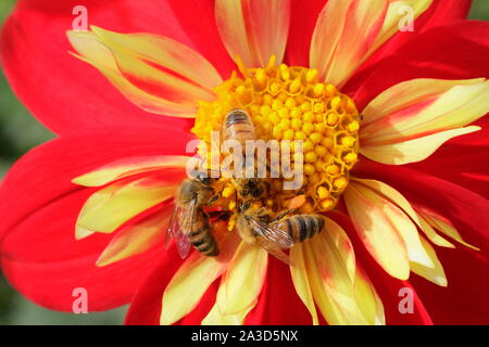 Apis mellifera auf dahlie 'Ann Breckenfelder'. Drei Honigbienen Feldhäcksler auf einer dahlie im Spätsommer. Großbritannien Stockfoto