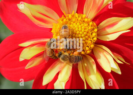Apis mellifera auf dahlie 'Ann Breckenfelder'. Drei Honigbienen Feldhäcksler auf einer dahlie im Spätsommer. Großbritannien Stockfoto