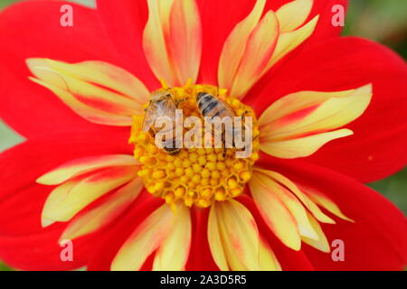 Apis mellifera auf dahlie 'Ann Breckenfelder'. Drei Honigbienen Feldhäcksler auf einer dahlie im Spätsommer. Großbritannien Stockfoto