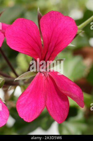 Pelargonium DES urcouf' - Efeu leaved Geranium anzeigen Merkmal tief rosa Blüten. Großbritannien Stockfoto