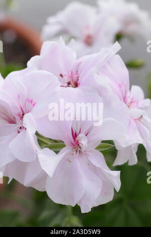 Pelargonium große Feuerbälle - Weiße form-Ivy leaf Geranie Blüte im Spätsommer. Großbritannien Stockfoto