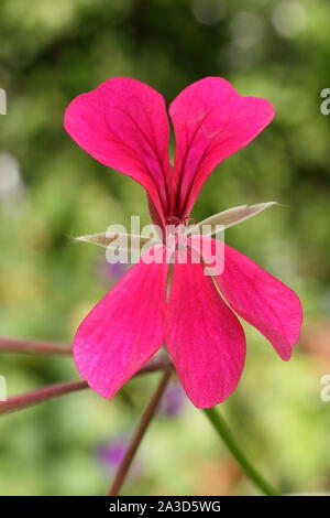 Pelargonium DES urcouf' - Efeu leaved Geranium anzeigen Merkmal tief rosa Blüten. Großbritannien Stockfoto