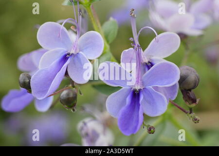 "Clerodendrum ugandense' anzeigen charakteristischen blauen Blüten zuhause wachsen in Großbritannien. Auch Blauer Schmetterling Bush genannt. Stockfoto