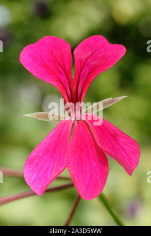 Pelargonium DES urcouf' - Efeu leaved Geranium anzeigen Merkmal tief rosa Blüten. Großbritannien Stockfoto