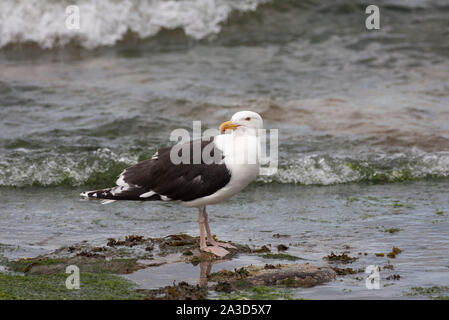 Great Black-backed Gull, Larus marinus Alleinstehenden stehen am Rand von Meer, Nevsehir, Northumberland, Großbritannien Stockfoto