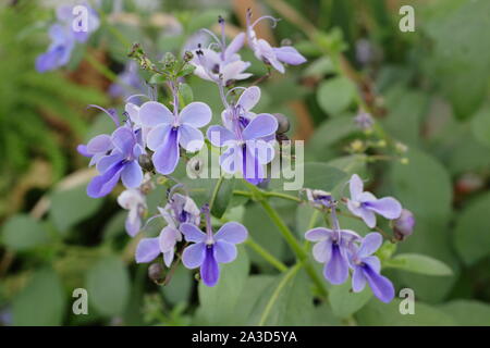 "Clerodendrum ugandense' anzeigen charakteristischen blauen Blüten zuhause wachsen in Großbritannien. Auch Blauer Schmetterling Bush genannt. Stockfoto