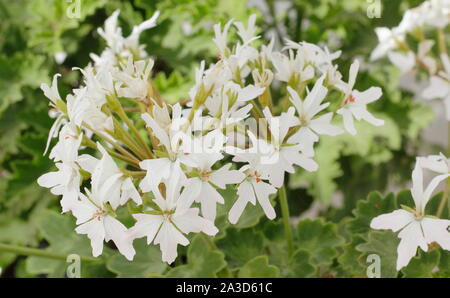 Pelargonium 'Arctic Star', auch die tellar Arctic Star' Blüte unter Glas in einem späten Sommer Garten genannt. England, Großbritannien Stockfoto