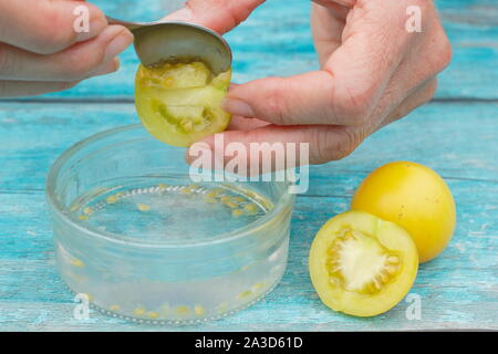 Solanum Lycopersicum. Golden sunrise Tomaten Samen sind schaufelte in Wasser ihre Beschichtungen vor Sieben, Trocknen und Speichern der Samen zu entfernen. Großbritannien Stockfoto