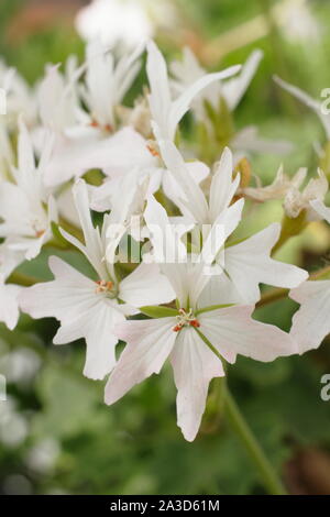 Pelargonium 'Arctic Star', auch die tellar Arctic Star' Blüte unter Glas in einem späten Sommer Garten genannt. England, Großbritannien Stockfoto