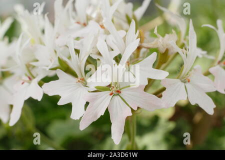 Pelargonium 'Arctic Star', auch die tellar Arctic Star' Blüte unter Glas in einem späten Sommer Garten genannt. England, Großbritannien Stockfoto