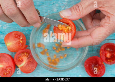 Solanum Lycopersicum. Tomaten Samen sind schaufelte in Wasser ihre Beschichtungen vor Sieben, Trocknen und Speichern der Samen zu entfernen. Großbritannien Stockfoto