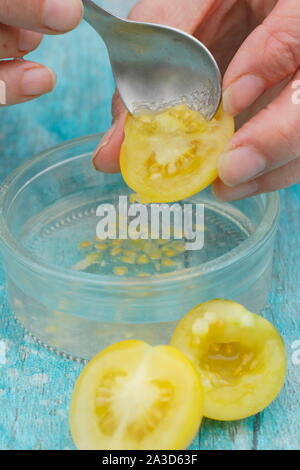 Solanum Lycopersicum. Golden sunrise Tomaten Samen sind schaufelte in Wasser ihre Beschichtungen vor Sieben, Trocknen und Speichern der Samen zu entfernen. Großbritannien Stockfoto