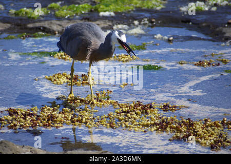 Australasian nach Weißen konfrontiert Heron (Egretta Novaehollandiae) die Fischerei auf Krebse Curio Bay, Catlin NP, Neuseeland Stockfoto