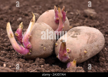 Gekeimte Kartoffeln vor dem Pflanzen im Gemüsegarten Stockfoto