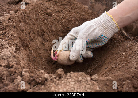 Behandschuhte Hand pflanzen Kartoffel knolle in den Boden in den Gemüsegarten Stockfoto