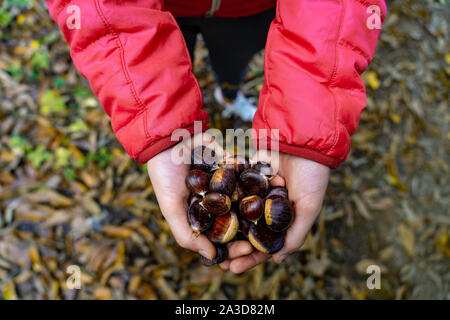 Mädchen Kastanien sammeln im Wald im September. Stockfoto