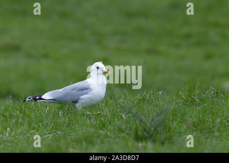 Sturmmöwe, Larus canus, Alleinstehenden stehen auf Gras. Findhorn Valley, Schottland, Großbritannien. Stockfoto