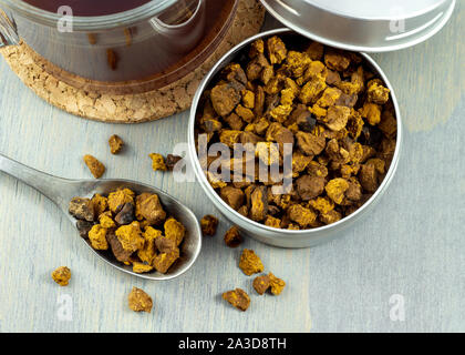 Natürliche und wilde chaga Pilz Stücke in Container. Mit einer Tasse heißen Tee chaga auf grau Holz Hintergrund begleitet. Stockfoto