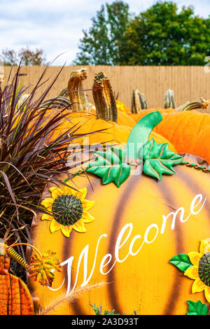 Pumpkin Patch ab Herbst Aktivitäten in New Jersey. Stockfoto