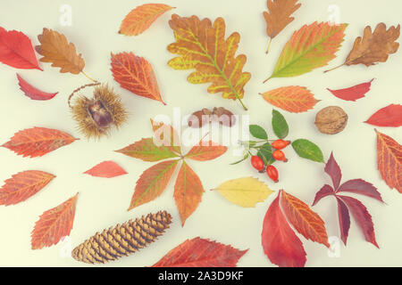 Bunte Blätter im Herbst und Renditen Muster auf weißem Hintergrund. Flach, Ansicht von oben weich. Stockfoto