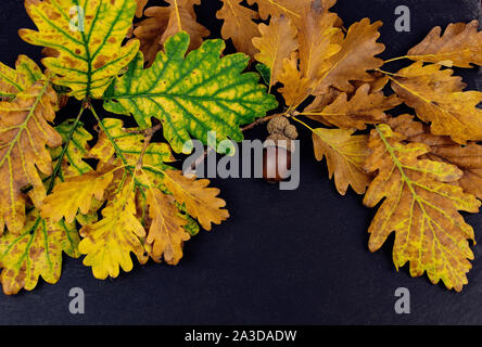 Bunte Eichenblätter mit Eicheln auf schwarzem Hintergrund Herbst Konzept Grenze. Stockfoto