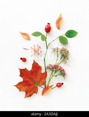 Herbstliche Stimmung, Vibraphon, Gamma der gelben und roten Laub, Blumen, Wild Rose Branch, Beeren auf der weißen Leinwand Hintergrund. Ansicht von oben Bild, Flach, Cl Stockfoto