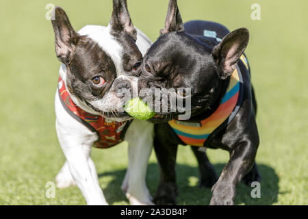 Zwei französische Bulldoggen kämpfen um den Ball. Stockfoto