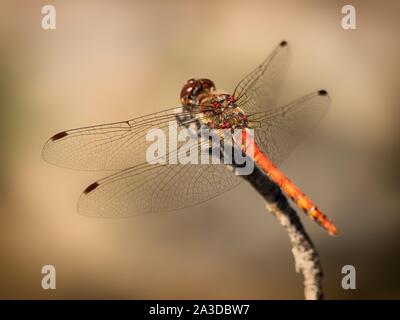 Gemeinsame darter (Sympetrum striolatum) sitzen auf einem Ast. (CTK Photo/Roman Krompolc) Stockfoto