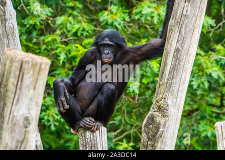 Nahaufnahme eines Bonobo auf einer Stange, pygmy Schimpansen sitzend, menschliche Ape, gefährdete Primaten specie aus Afrika Stockfoto