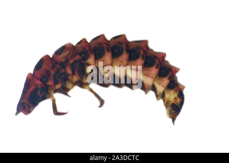 Bewohner von Wald, Waldökologie, Larven von Insekten von Wald-abfall, ähneln weibliche Trilobit Käfer, ultra Makro auf weißem Hinterg Stockfoto