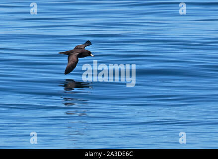 Westland Petrel (Procellaria westlandica) Erwachsene im Flug Valparaiso, Chile Januar Stockfoto