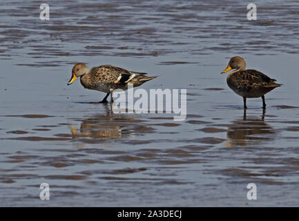 Yellow-billed Teal (Anas flavirostris flavirostris) zwei Erwachsene auf Wattenmeer Fluss Maipo, Chile Januar Stockfoto