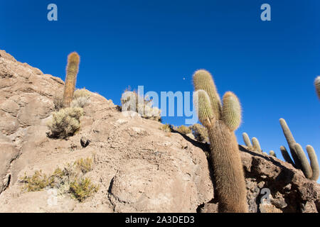 Kaktus wächst auf der Isla Incahuasi in Bolivien Stockfoto