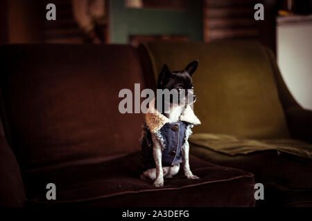 Niedlichen kleinen Hund mit Jeansjacke sitzt auf gemütlichen alten grünen Couch friedlich Stockfoto