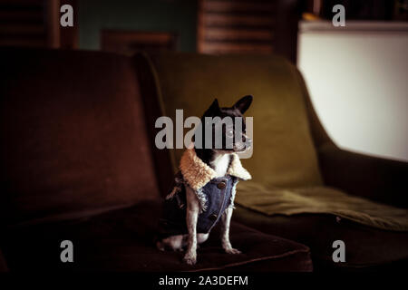 Kleine schöne Chihuahua Welpen in Jeans Jacke sitzt auf der Couch von Fenster Stockfoto