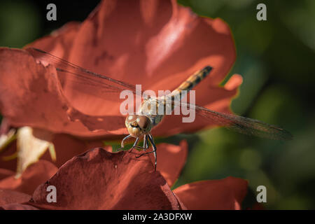 Detaillierte Makro Nahaufnahme von einem braunen Libelle mit durchsichtigen Flügeln sitzt auf einem roten Rosenblüte Stockfoto