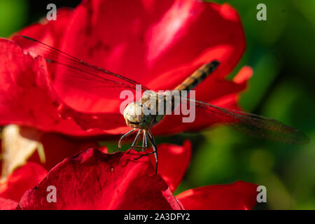 Detaillierte Makro Nahaufnahme von einem braunen Libelle mit durchsichtigen Flügeln sitzt auf einem roten Rosenblüte Stockfoto