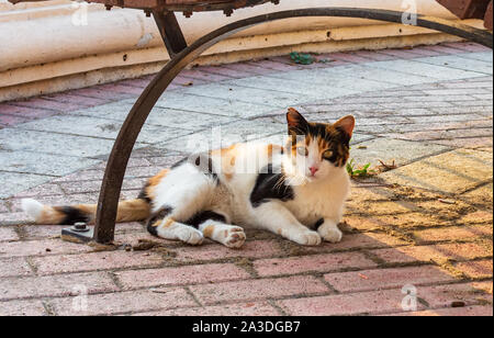 Katzen von Malta - herrenlose Glückskatze unter die Bank liegend beleuchtet am Abend warmes Sonnenlicht an der Promenade von Sliema. Stockfoto