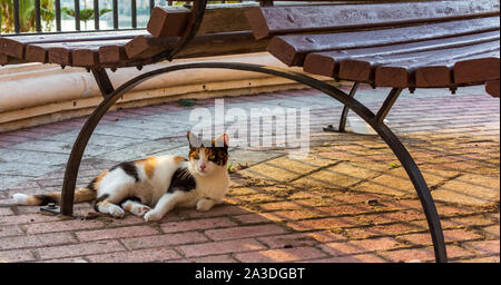 Katzen von Malta - herrenlose Glückskatze unter die Bank liegend beleuchtet am Abend warmes Sonnenlicht an der Promenade von Sliema. Stockfoto