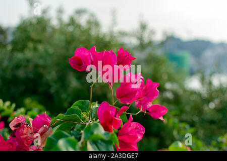 Vibrantly magentafarbene Deckblatt der Bougainvillea. Romantik Blume Karte. Helle natürliche Hintergrund. Stockfoto