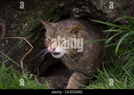 Europäische Wildkatze Stockfoto